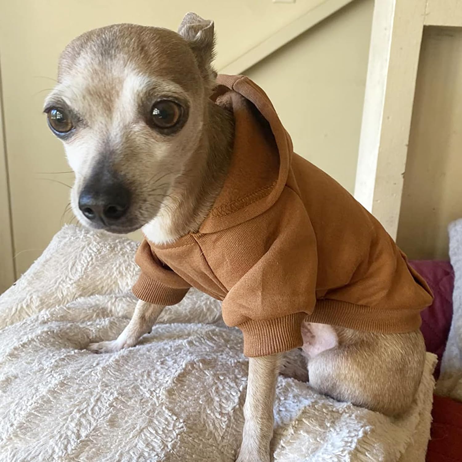 Cozy Paws Dog Hoodie